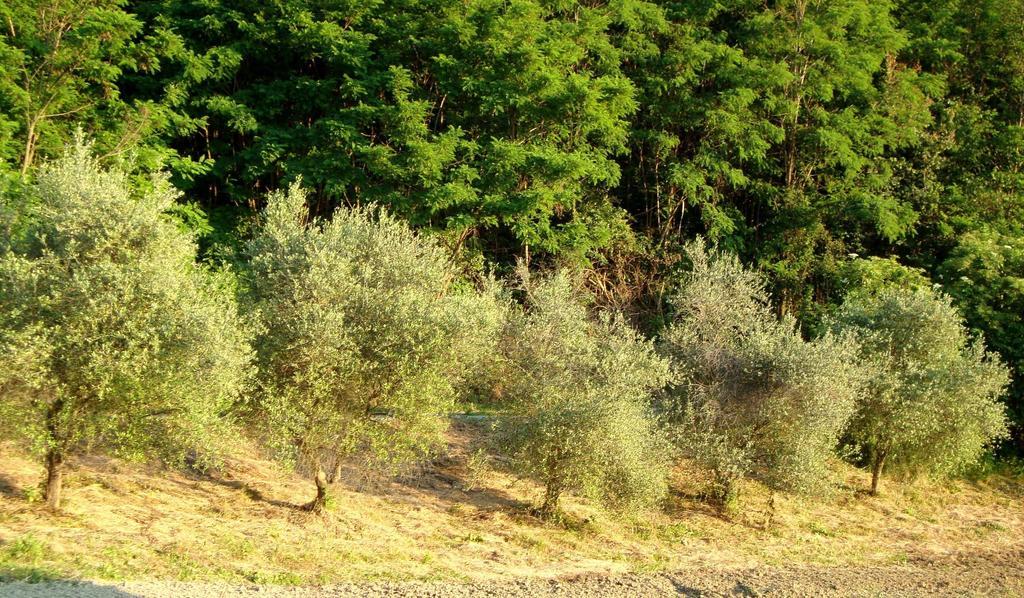 Casa Dell' Abbondanza B&B Agriturismo Vigoleno Eksteriør bilde